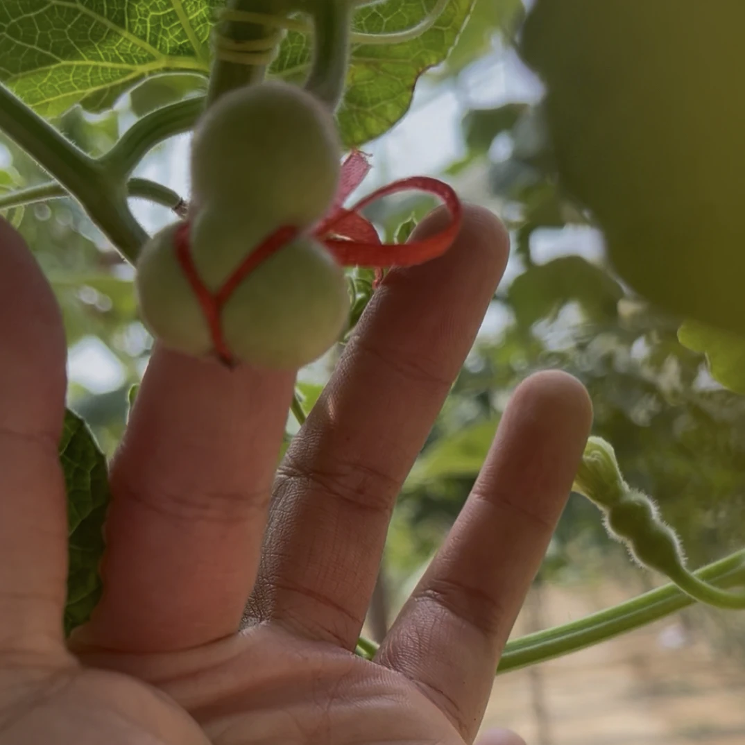 精美小葫芦享抢购（一物一拍）