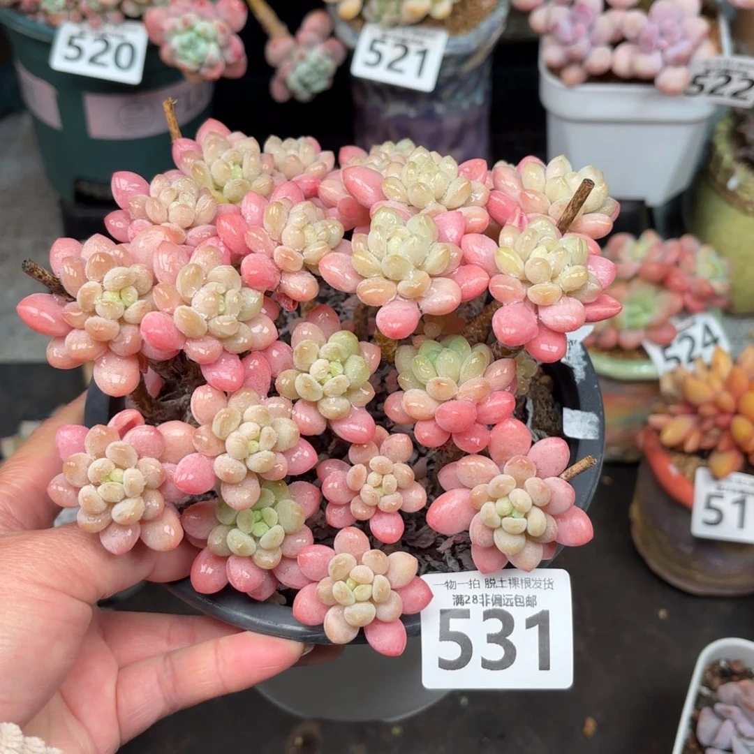 鱼子酱老桩无盆土发货