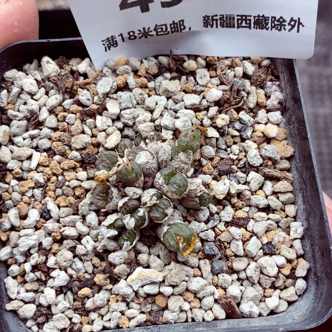 4905。