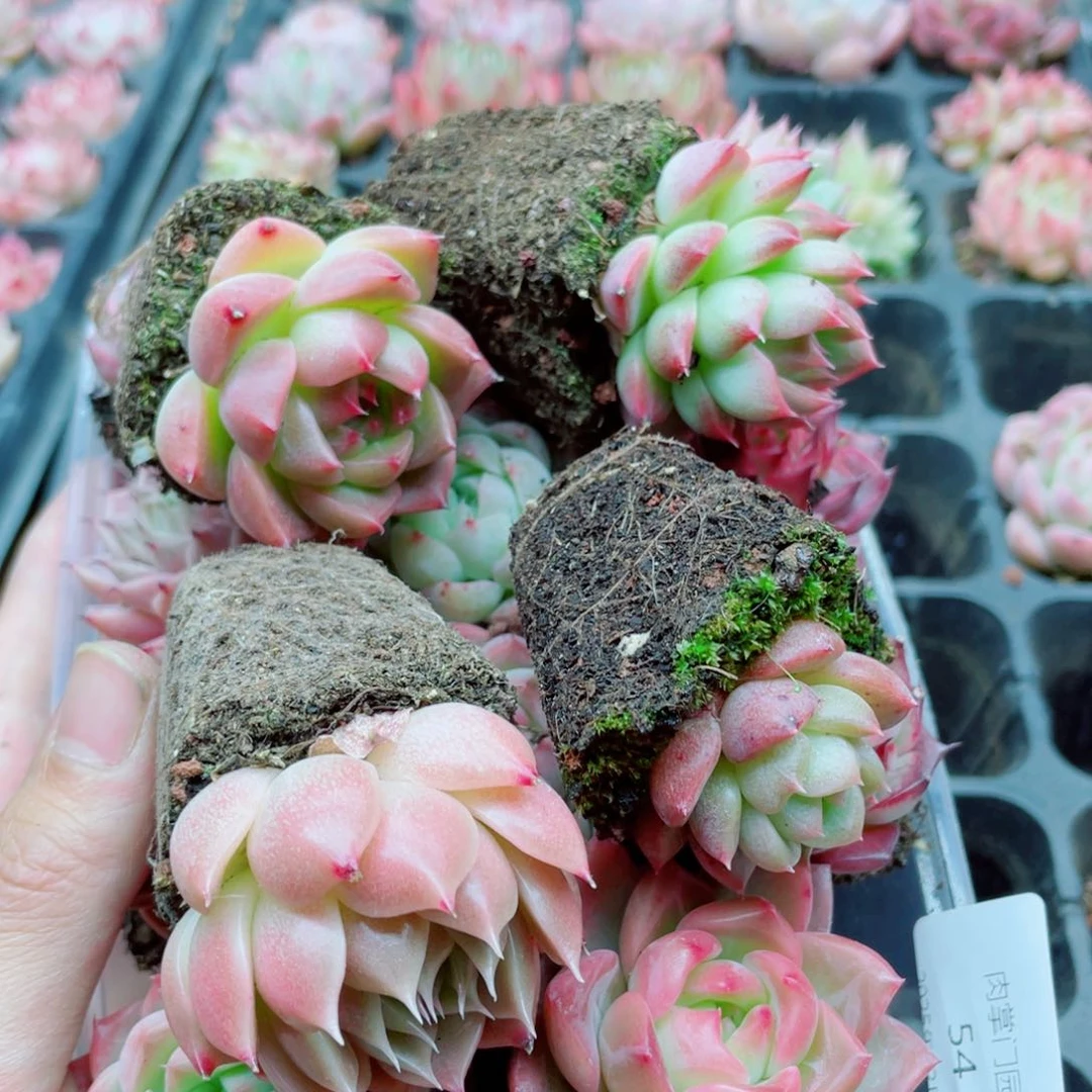 开心快乐成长054