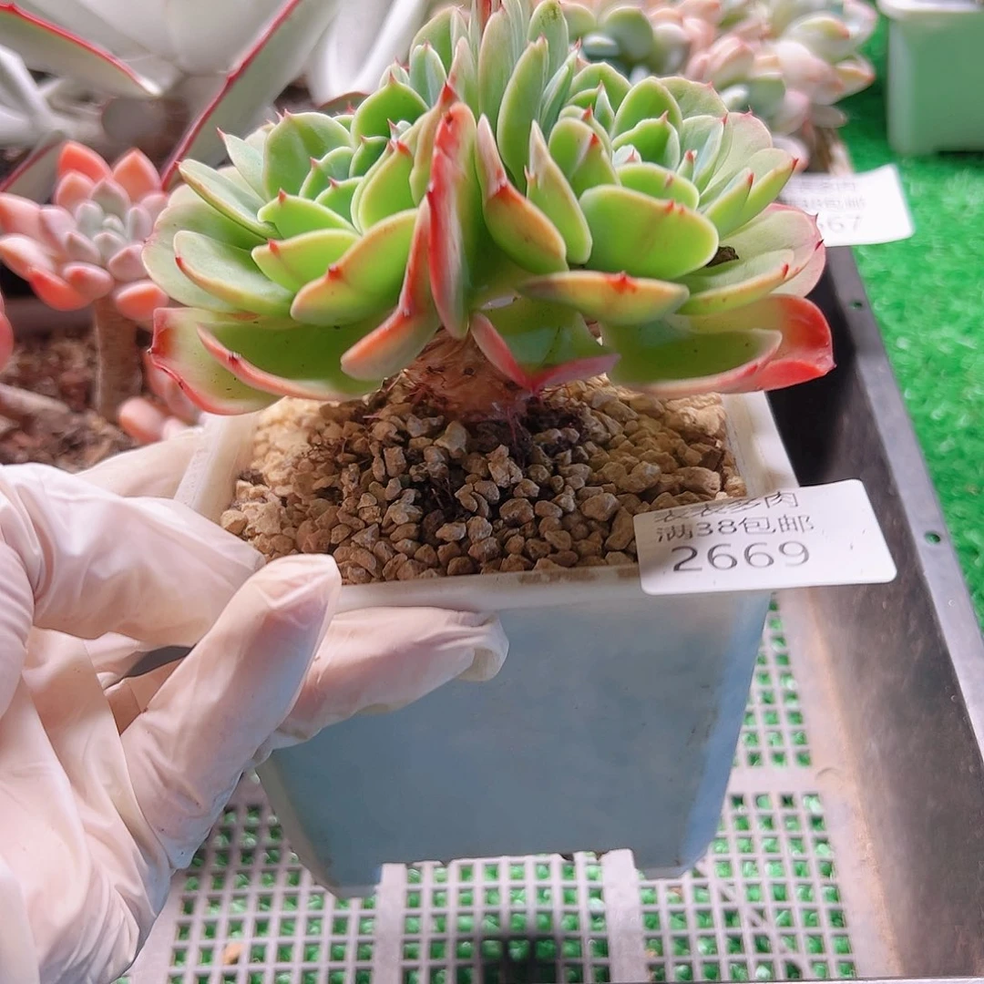 多肉一物一拍植物2669