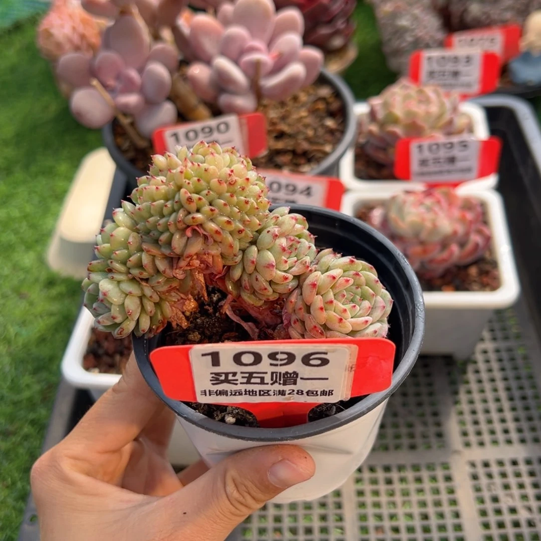 表妹精品多肉1096.