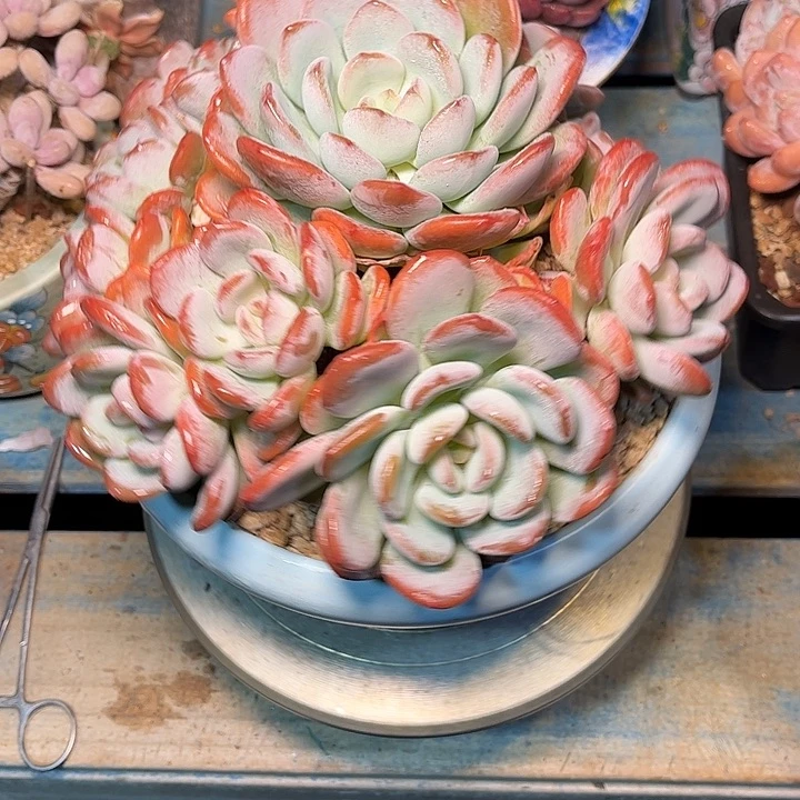 多肉植物一物一拍