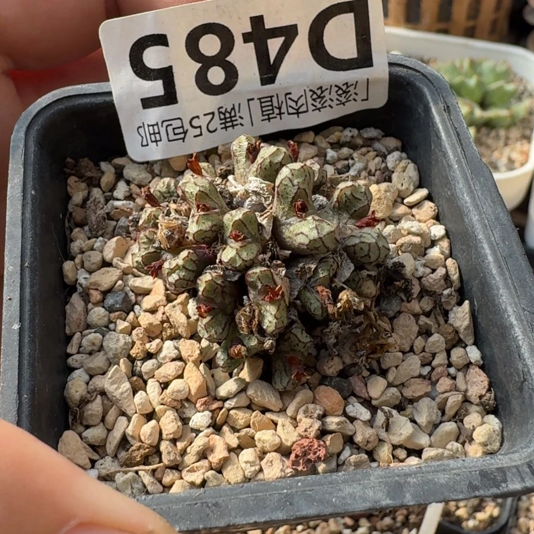 一***帅A191大型兔耳小飞