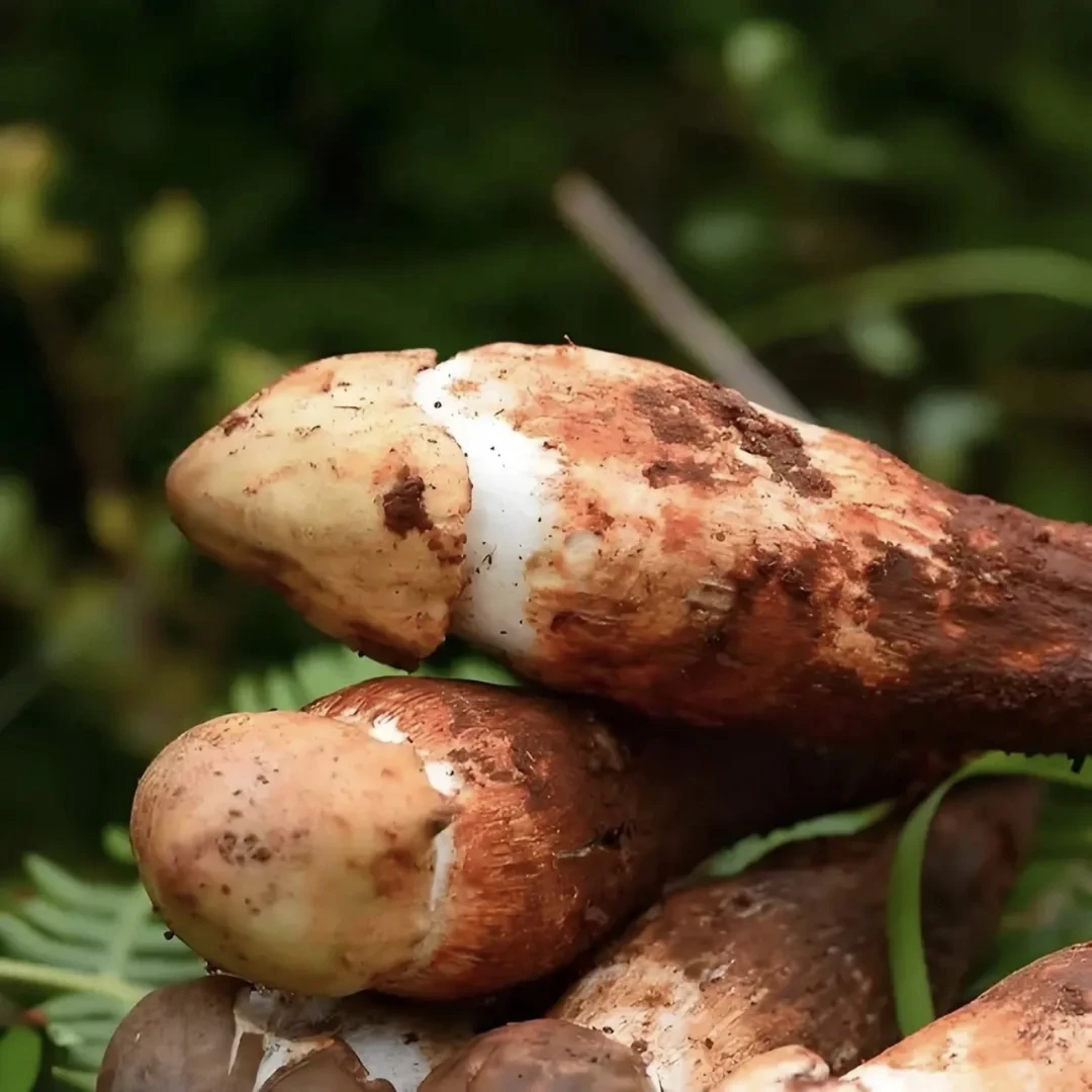 农家土特产～零时链接菇2