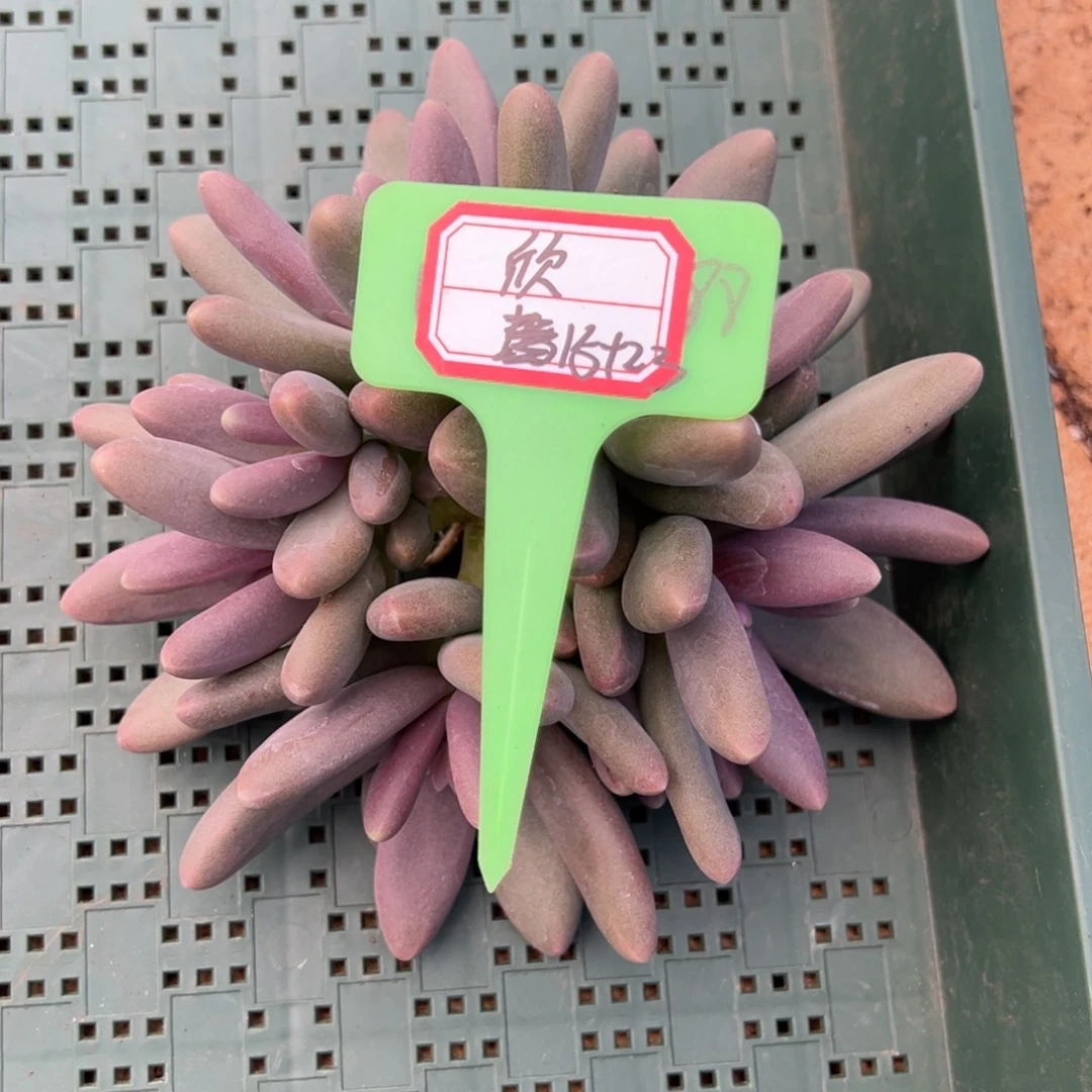 欣***明欣23 补差价。