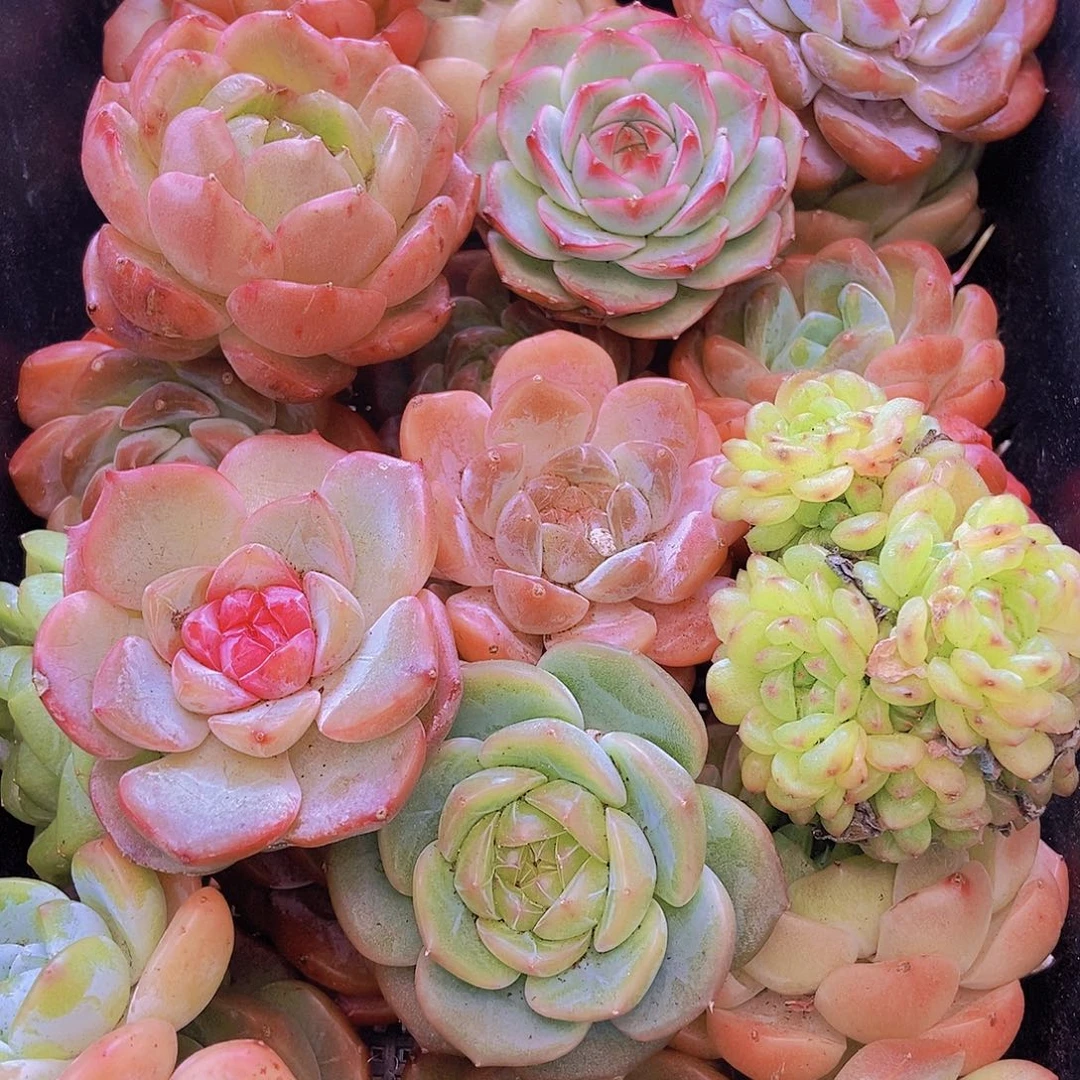 00000002量拍保底20颗