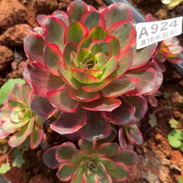 多肉法师淘宝福利