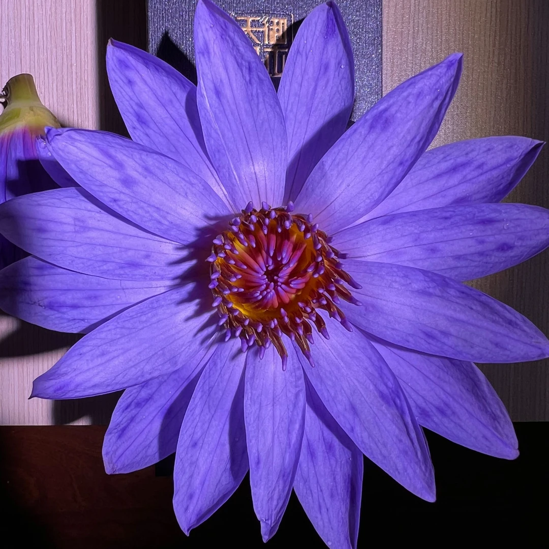 天御熙木 花御·蓝莲花精油纯露天然萃取香薰无添加不稀释