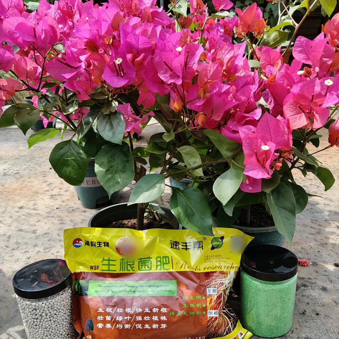 苡澄甄选自用三角梅专用生根菌肥大量元素水溶肥氮磷钾均衡复合肥