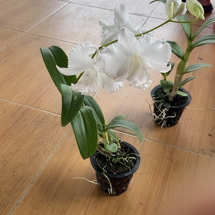 完全开放秋石斛白卡白鹭7