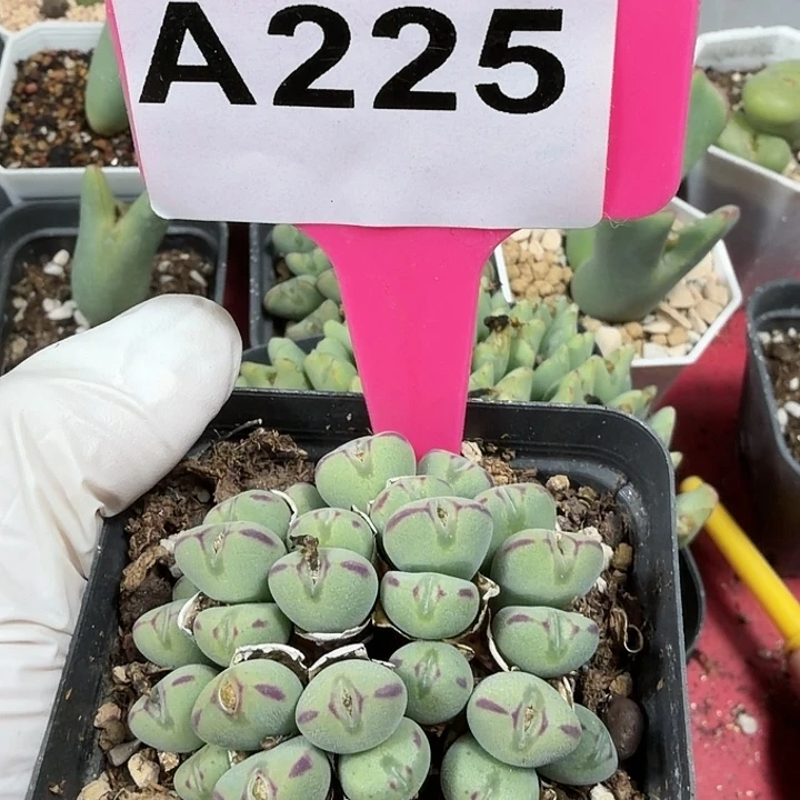 苹果手机是你买回来就