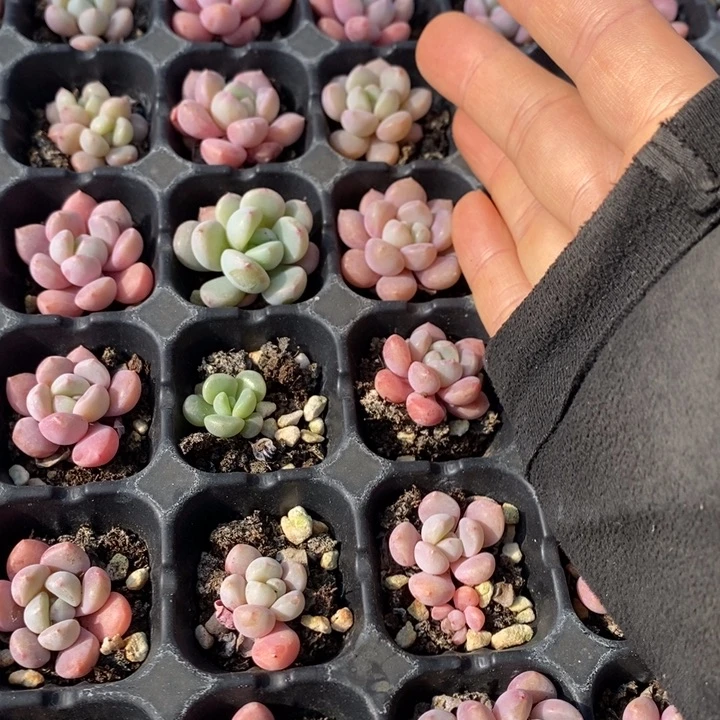 112 多肉植物盆栽花卉