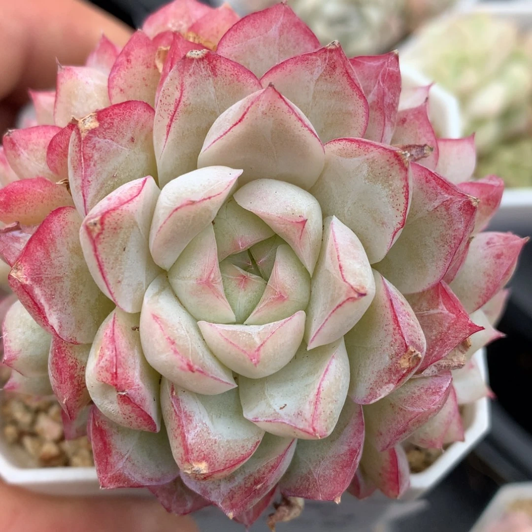 0124-54 女王玫瑰