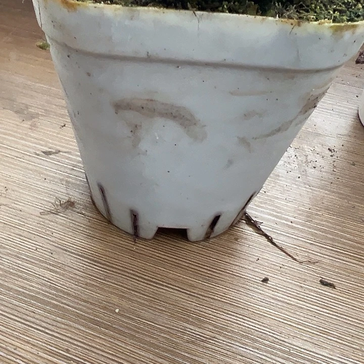 苗苗12厘米白方盆20个