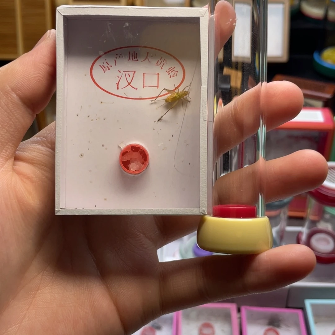大黄蛉加筒包邮包邮