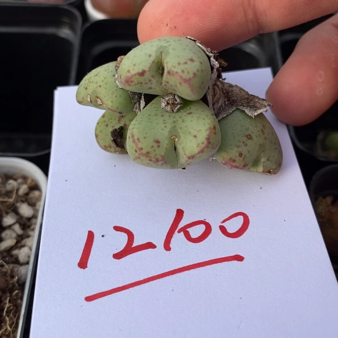 12100一个一个一个