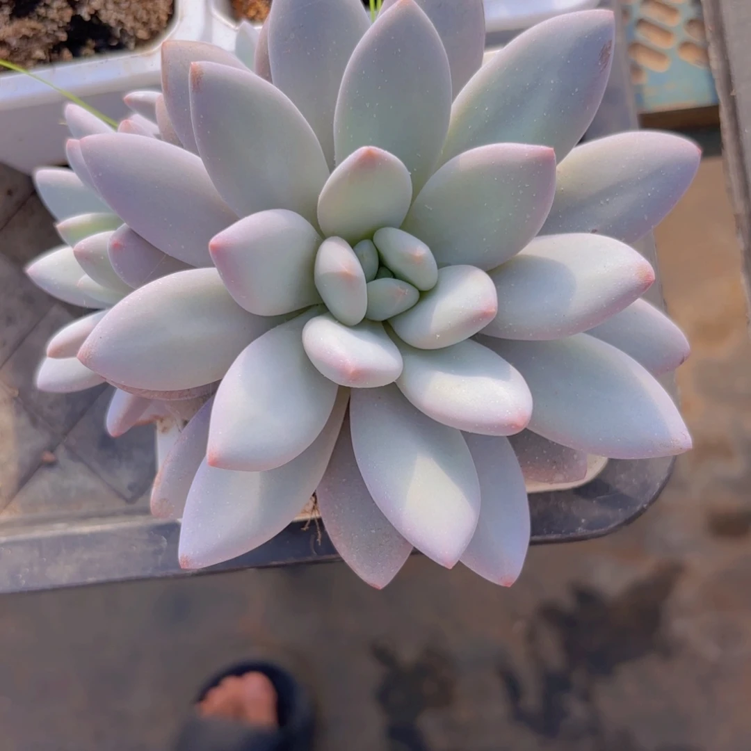 橙龙一物一拍发货