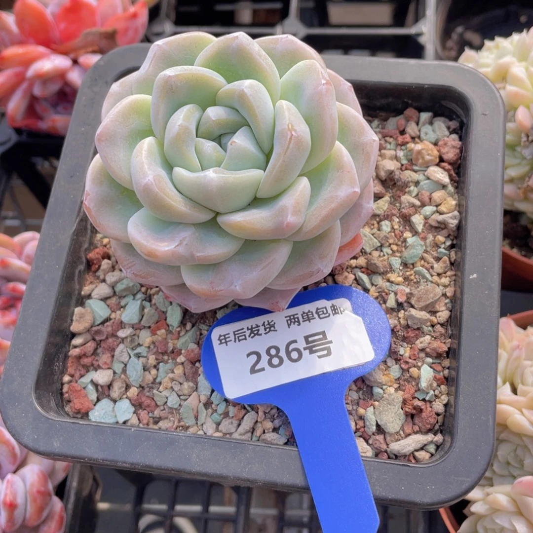 286号老桩丸叶冰玉单头一个