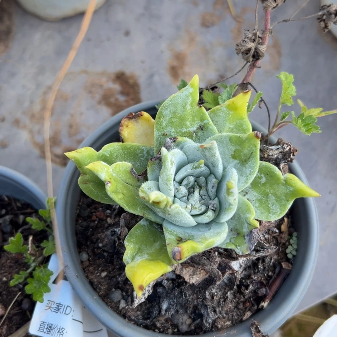 我****谢谢姐姐～一物一拍910