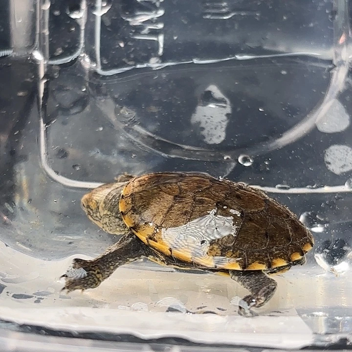 不分公母蛋龟瑕疵有纹瓦哈卡