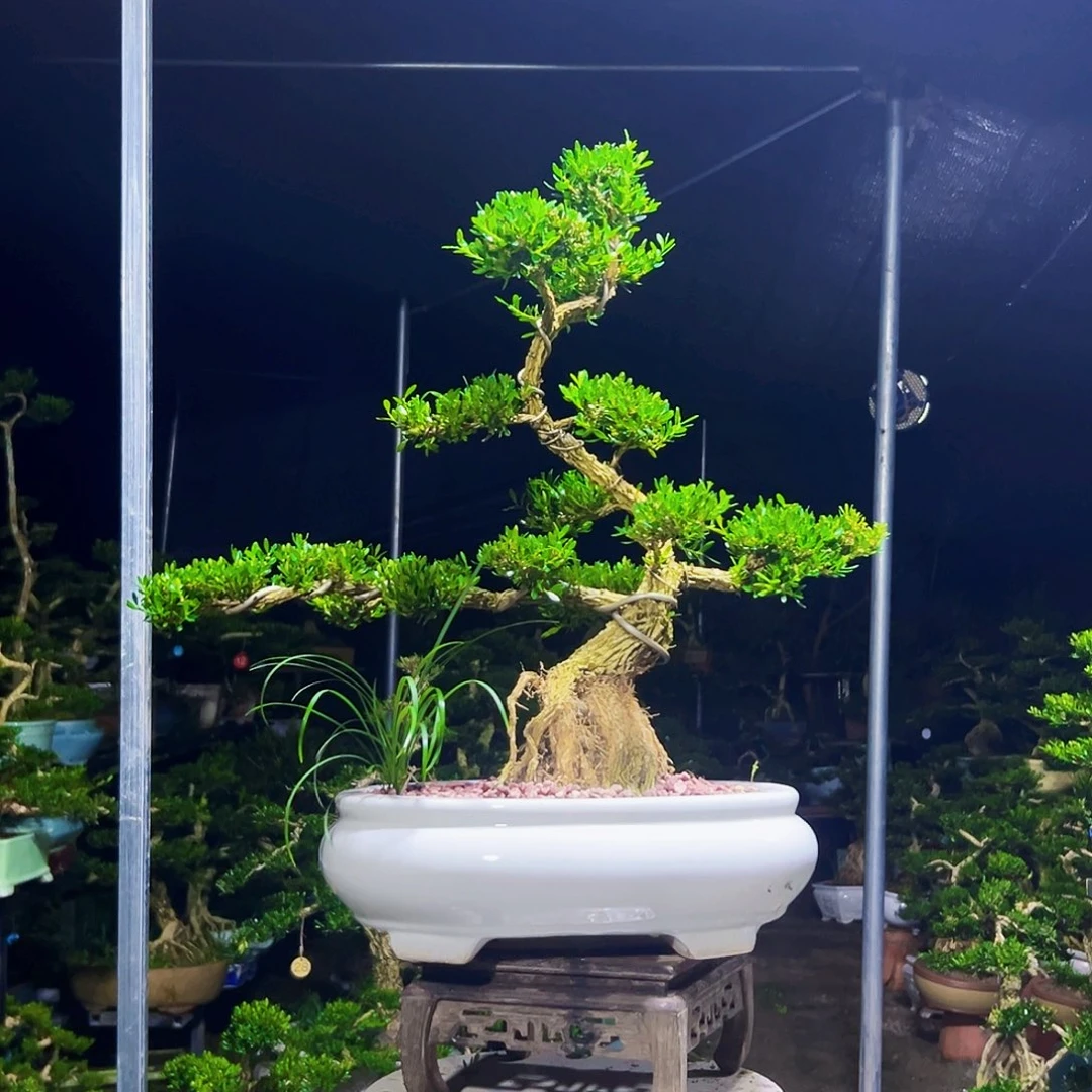 无花朵黄杨木