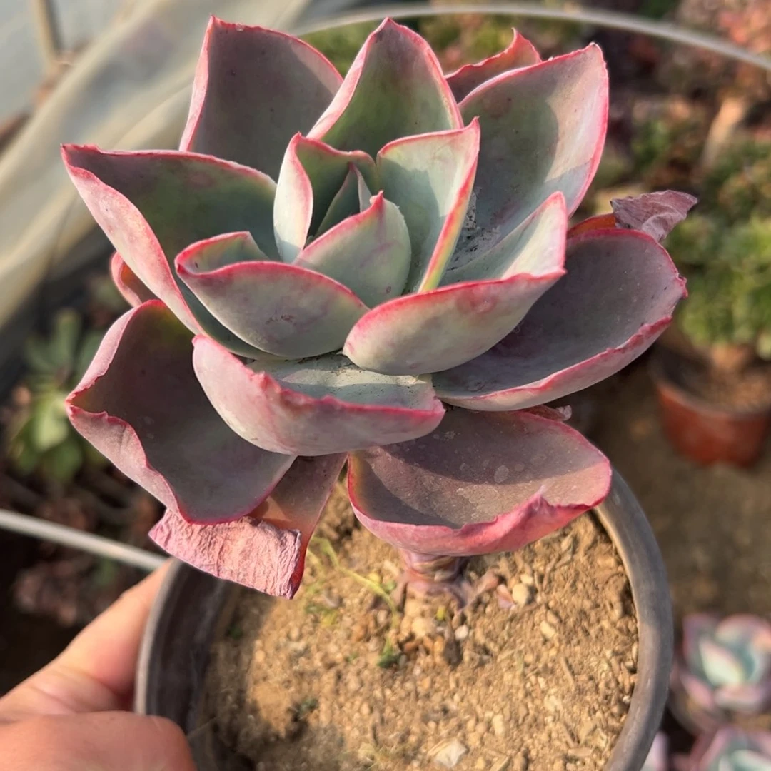 多肉植物肯尼迪老庄