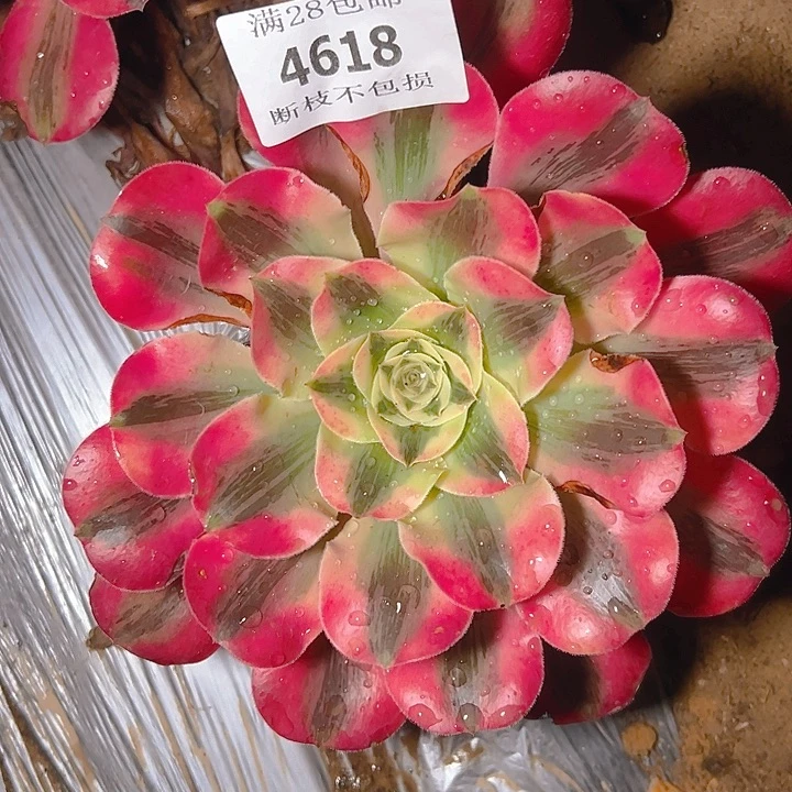 4618爱丽丝多肉植物