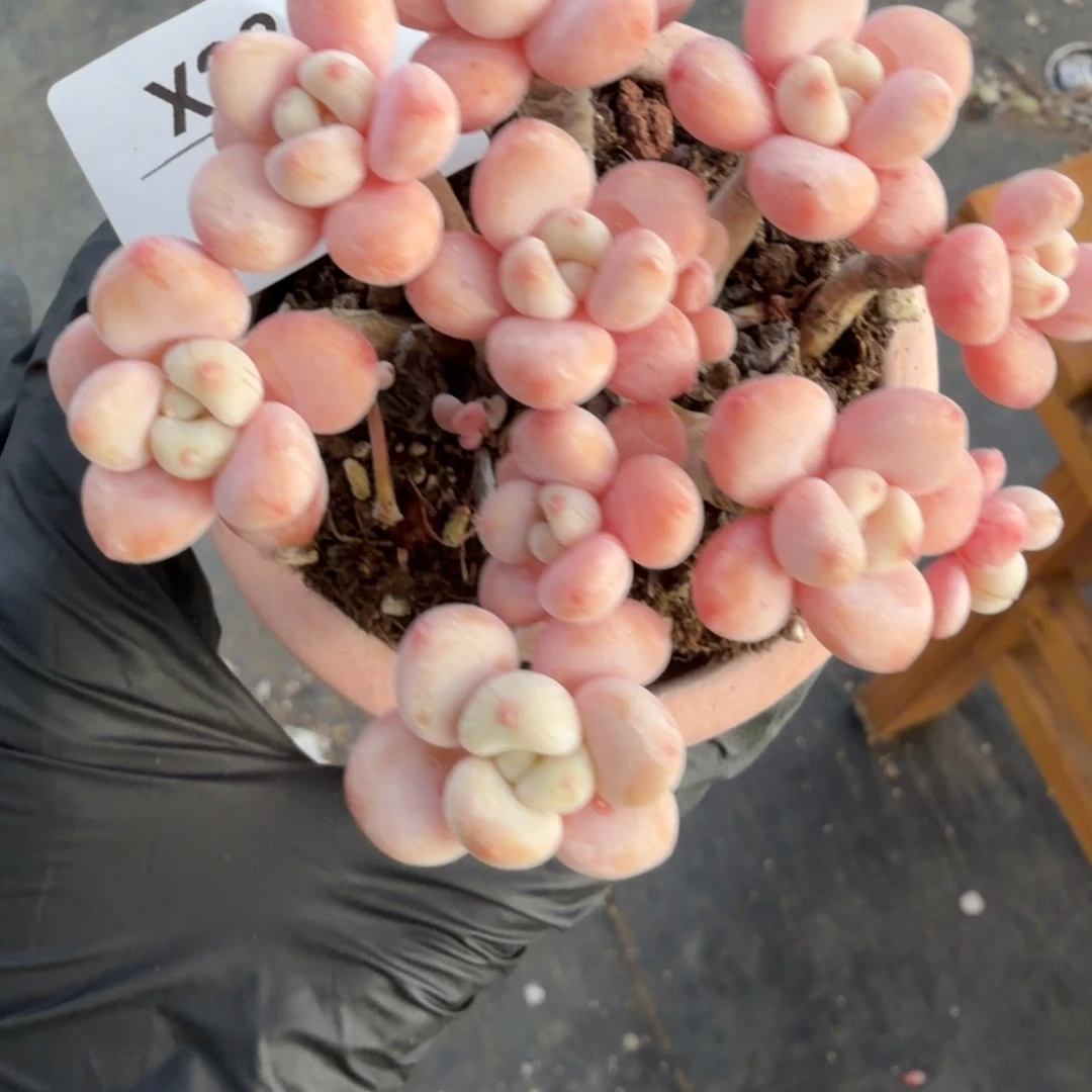 东篱下多肉哈哈哈哈哈28