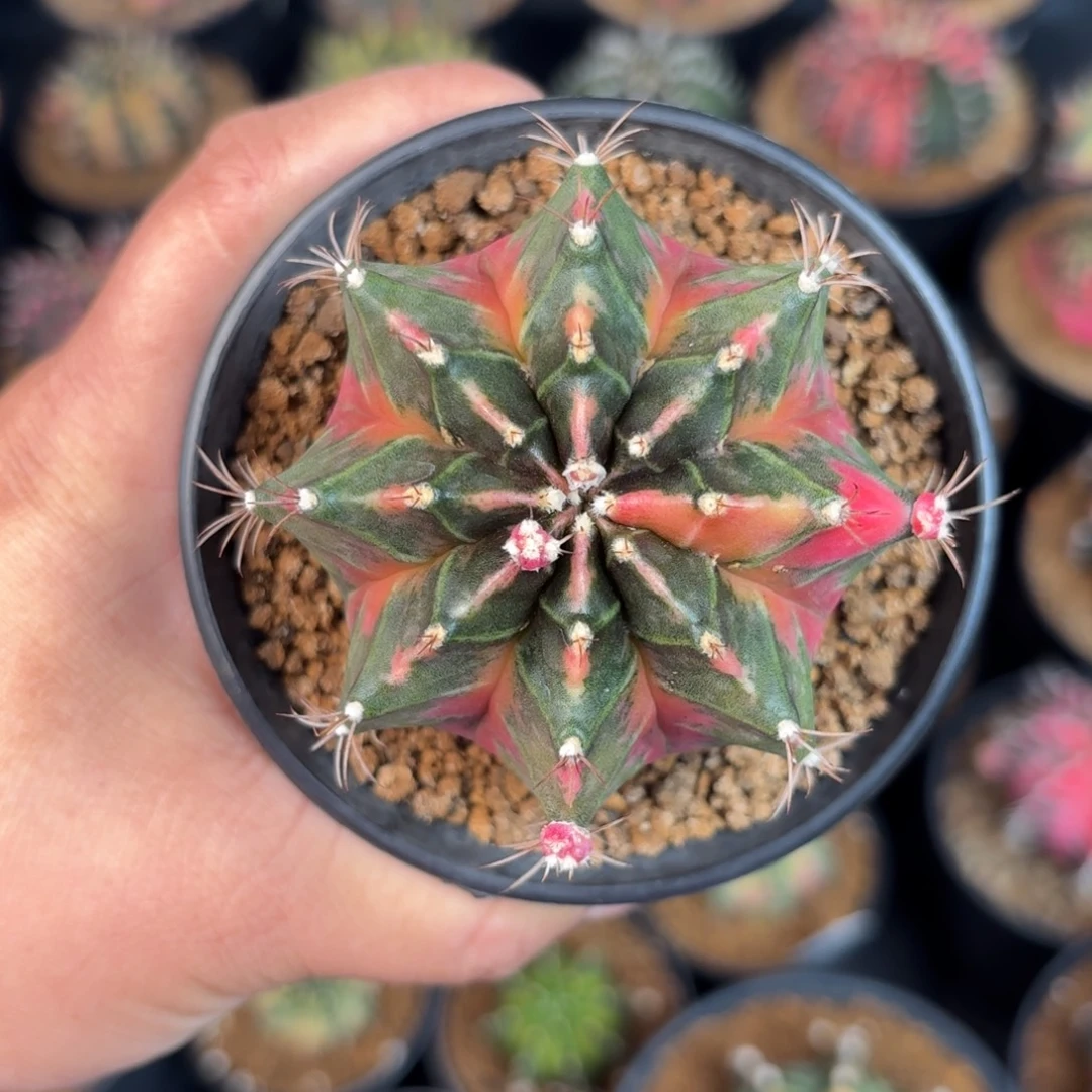 泰系米哈微瑕仙人球实生7号