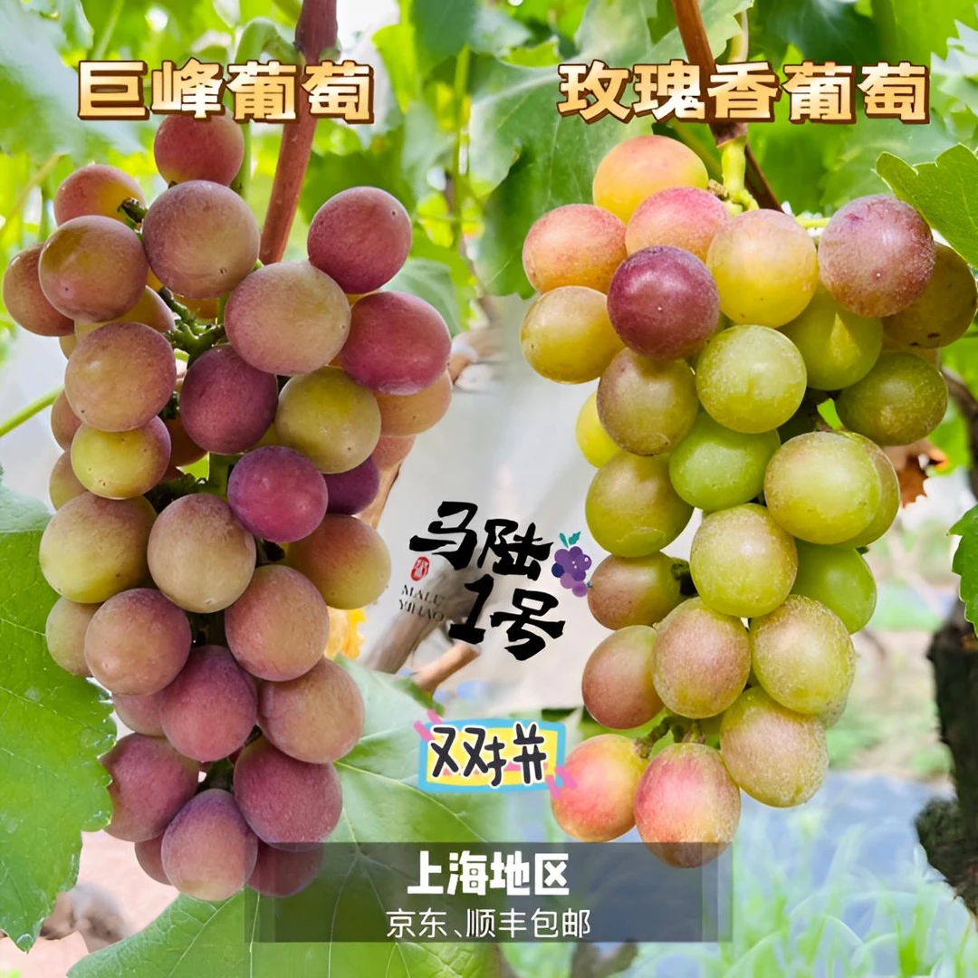 上海马陆葡萄-巨峰、玫瑰双拼 5斤装 产地直发 上海地区包邮