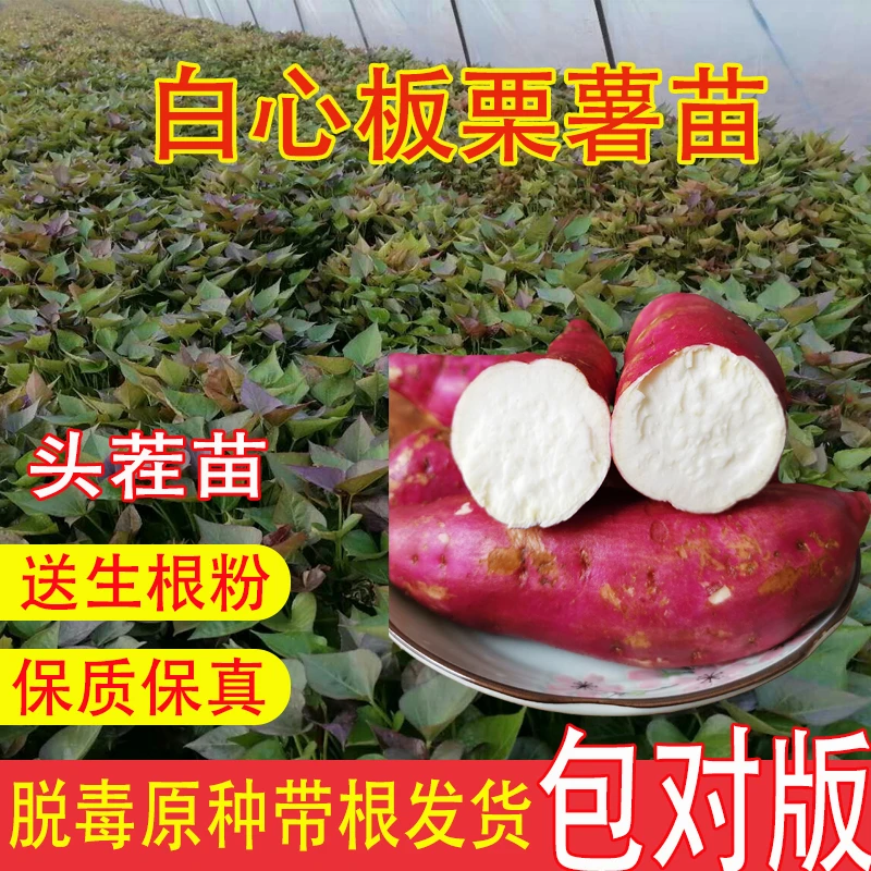 商薯19白心板栗薯苗高淀粉面地瓜苗红薯苗紫薯苗高产食叶吃秧薯苗