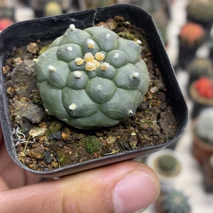 实生龟甲兜特价福利