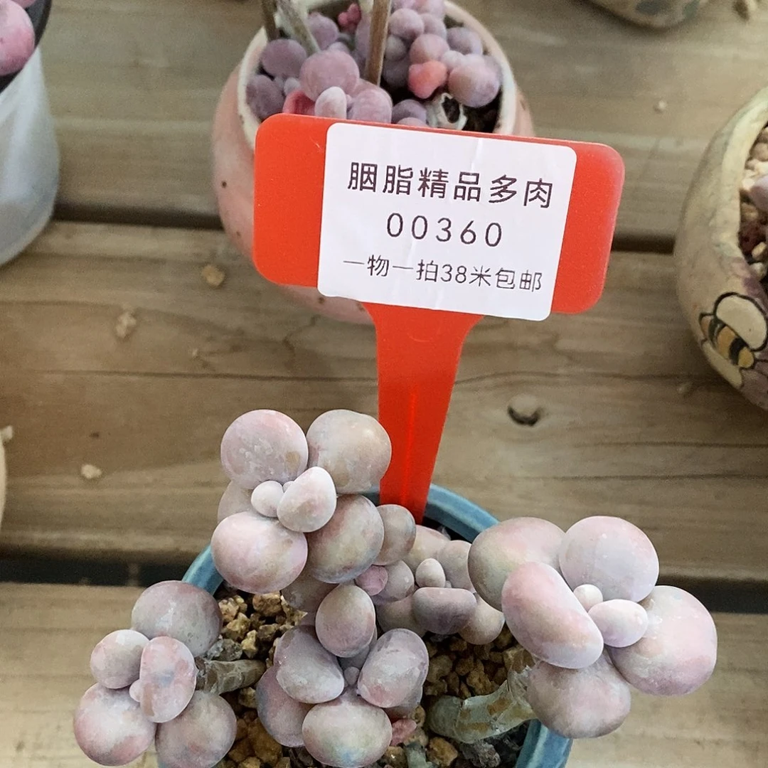 00360啊木架看，呕吐了璐璐哭我