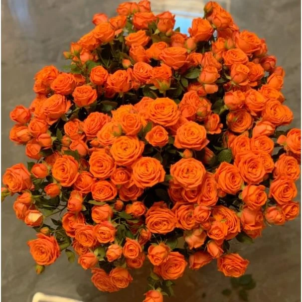 【任意满两单鲜花升级EMS空运】橙色芭比多头玫瑰10支 云南直发
