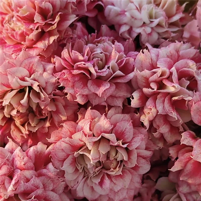 【沉鱼落雁】110#盆重瓣大花长寿带花苞