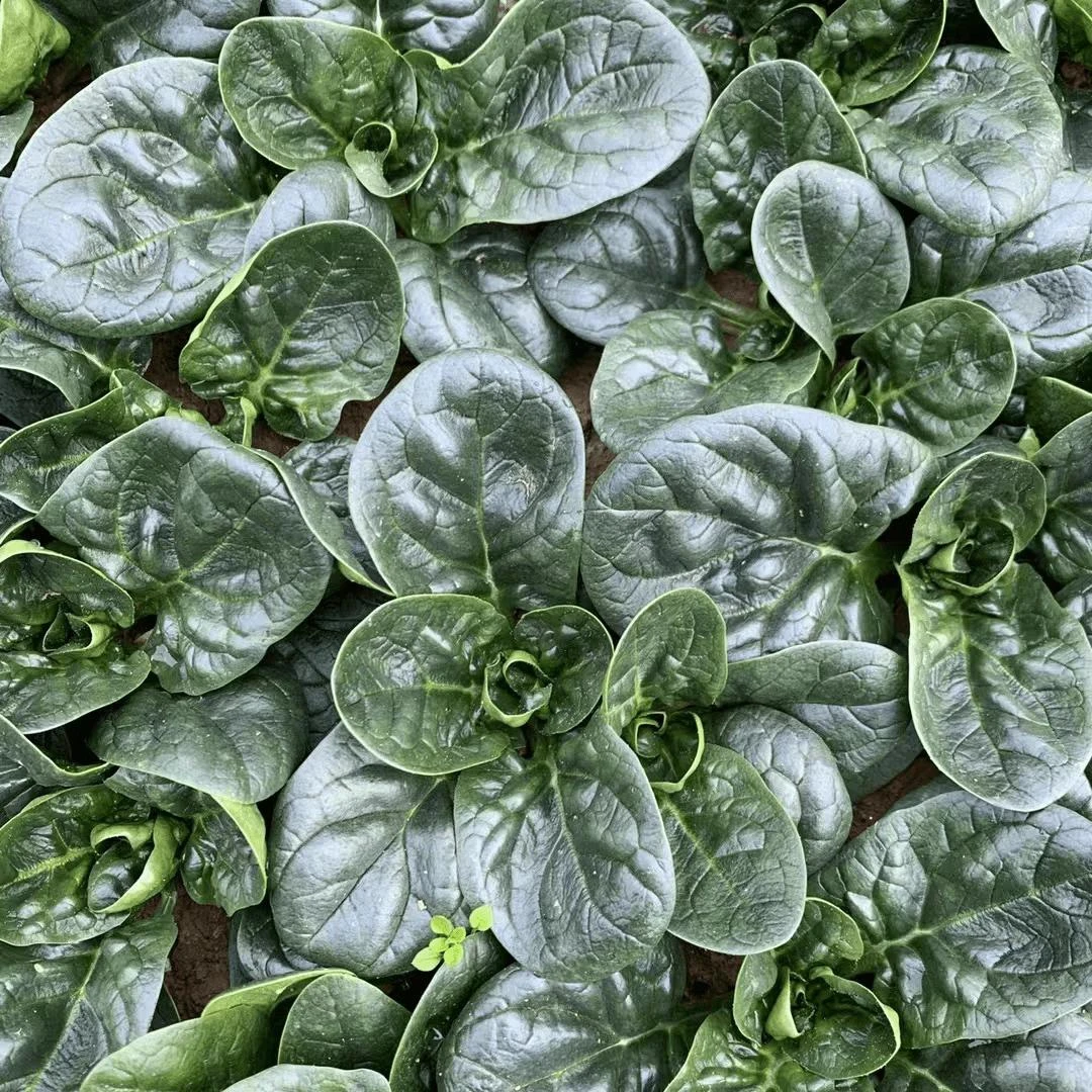 【趴地菠菜种子】大叶黑圆叶菠菜种籽耐热耐寒高产蔬菜种子四季播
