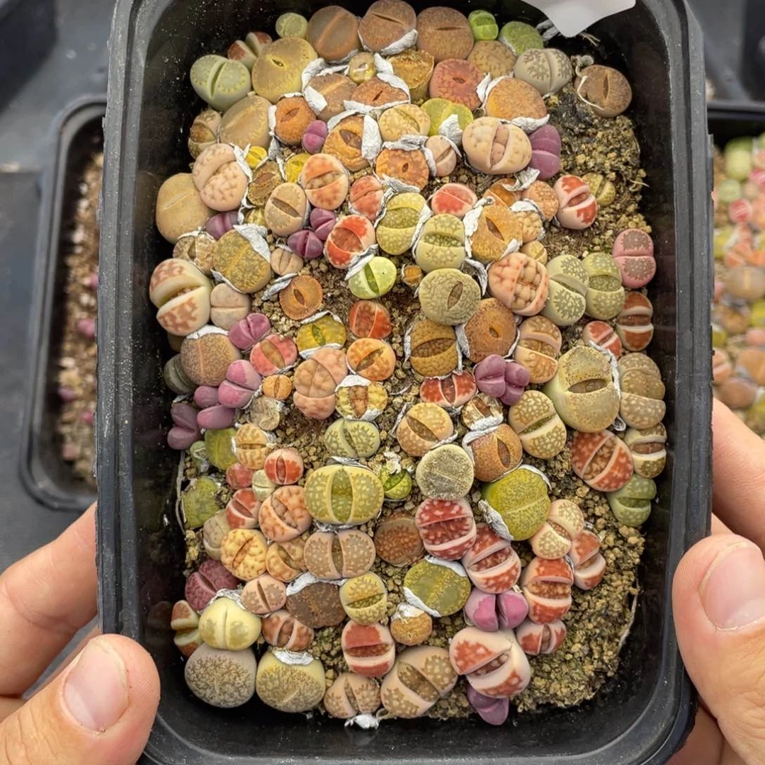 红陶00000000000714