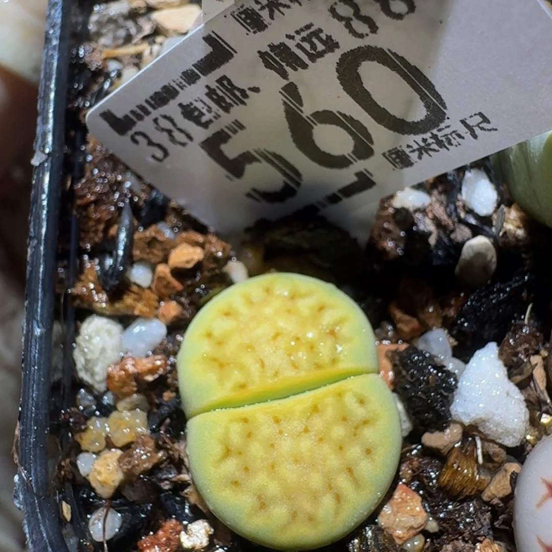 zzzz精品生石花560