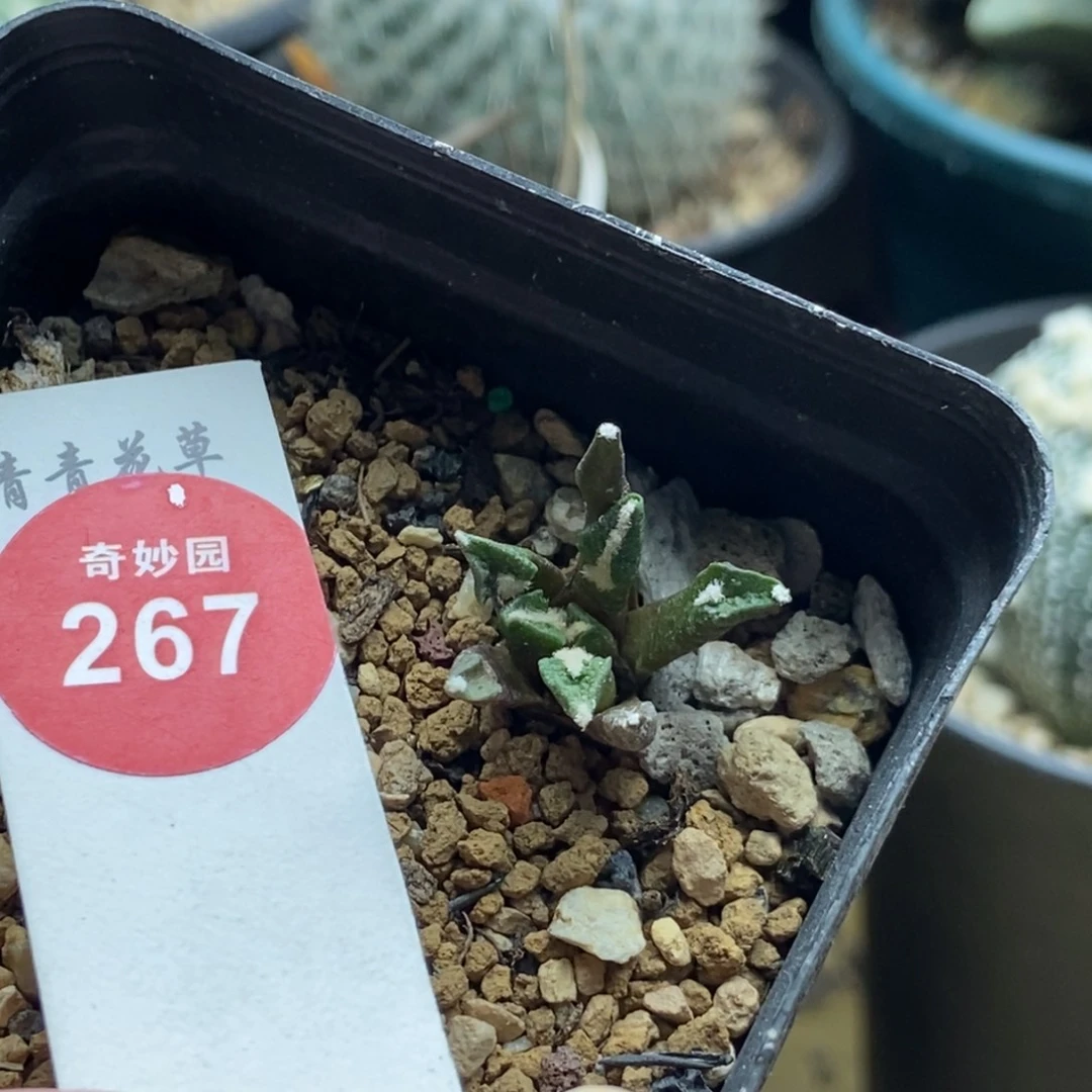 实生黑牡丹一颗仙人球368888