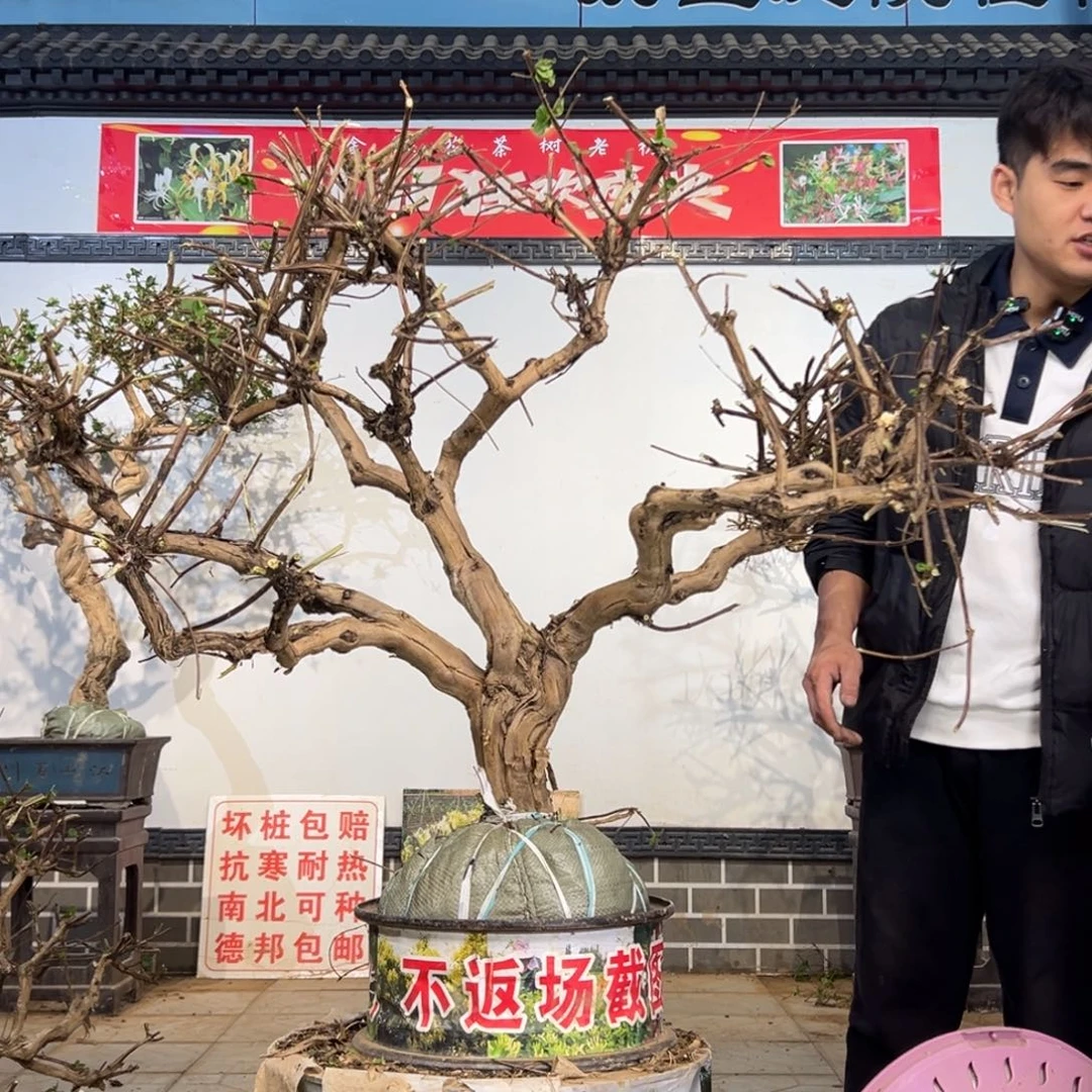 无花朵金银花288555588