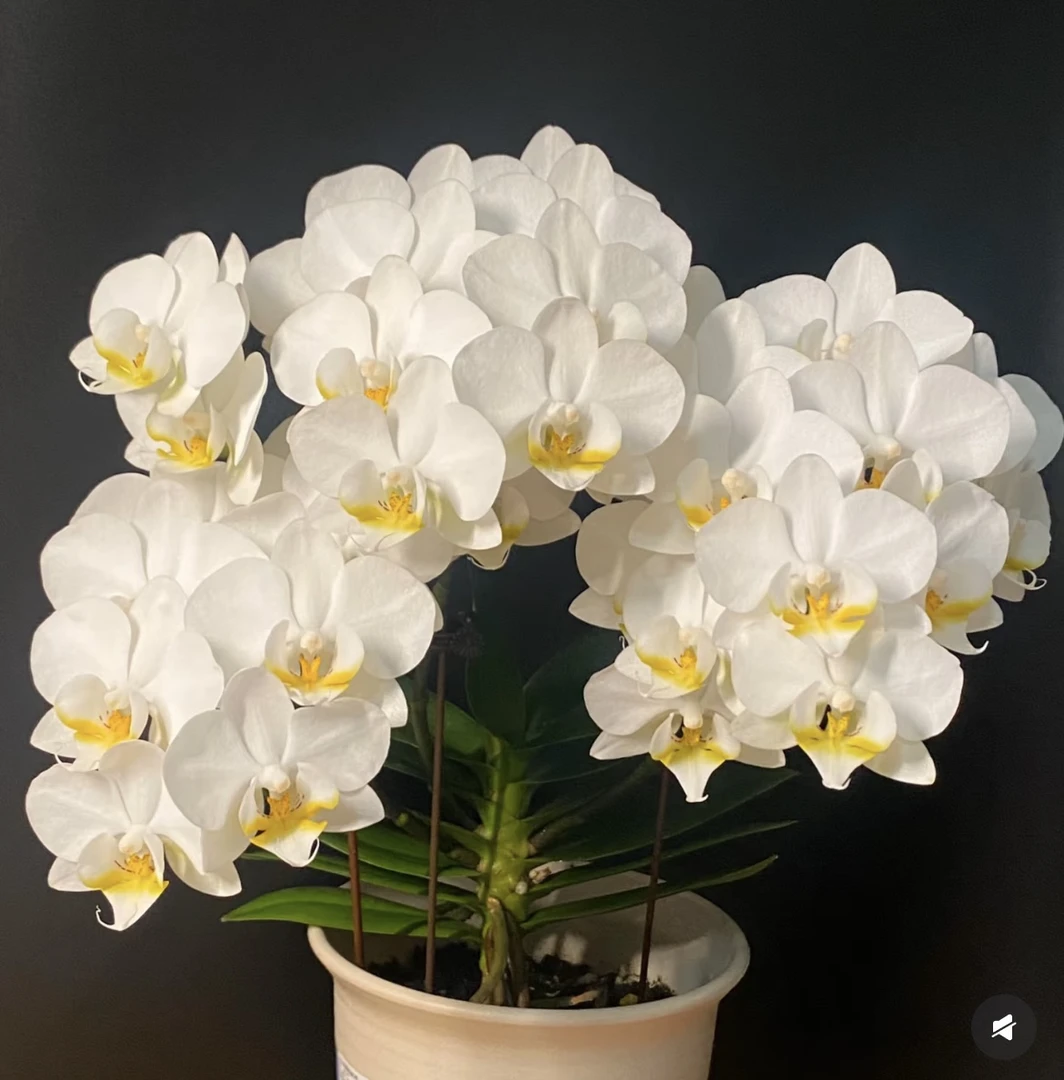 蝴蝶兰【伯尔尼】带花苞盆栽兰花大苗客厅室内植物花卉蝴蝶兰盆栽