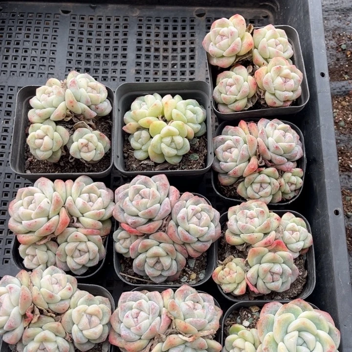 冰玉多肉七方盆一组10个1号