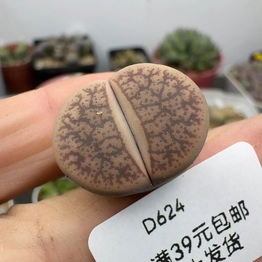 624多肉哈哈哈哈哈哈哈