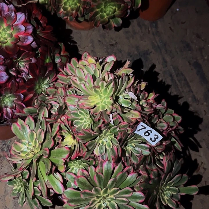 763糖果粉黛多肉植物处理不售后