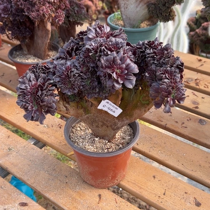 056 欧紫缀宽27 公分不售后