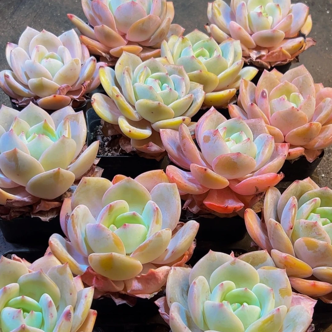 070多肉葡萄领导人的