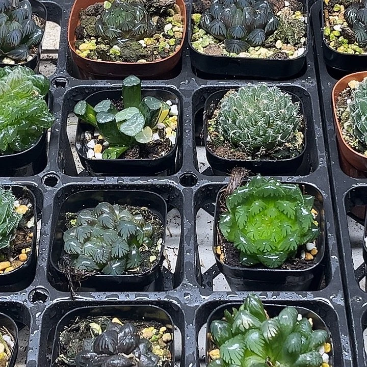 9 脱土发货8颗13.9包邮