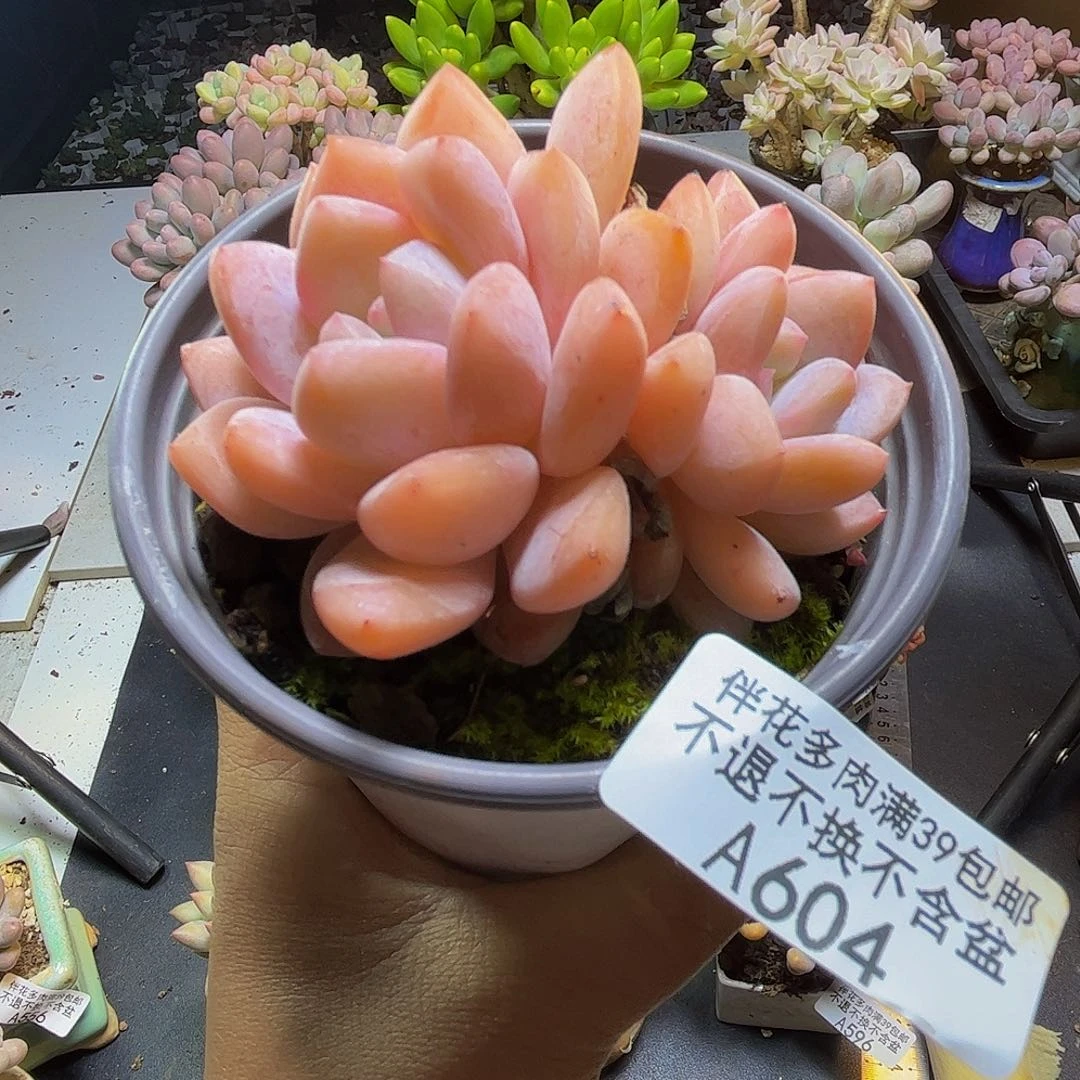 雪天使604/8cm多肉