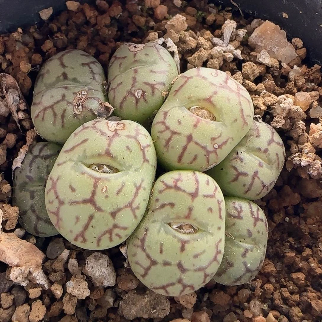 28包邮脱土发货26865